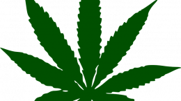 Marijuana libera in California