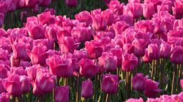 Bulbi di tulipano periodo di coltivazione