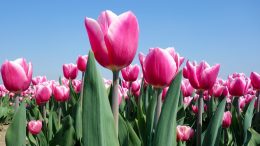 Bulbi di tulipano recupero dopo fioritura