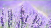 lavender-blossom-1595581__340
