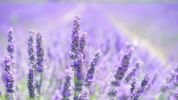 lavender-blossom-1595581__340